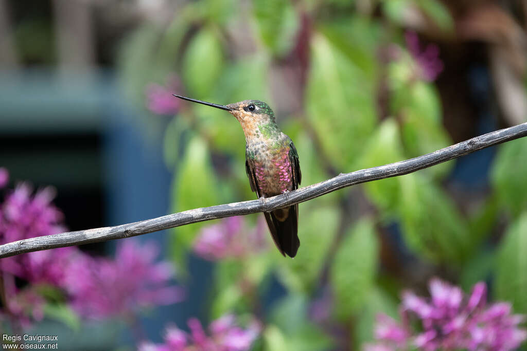 Inca porphyre femelle adulte nuptial, identification