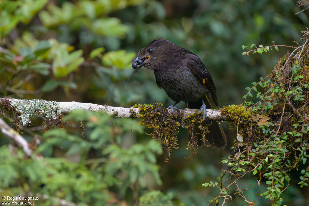 Jardinier d'Archbold femelle adulte, identification, composition, mange