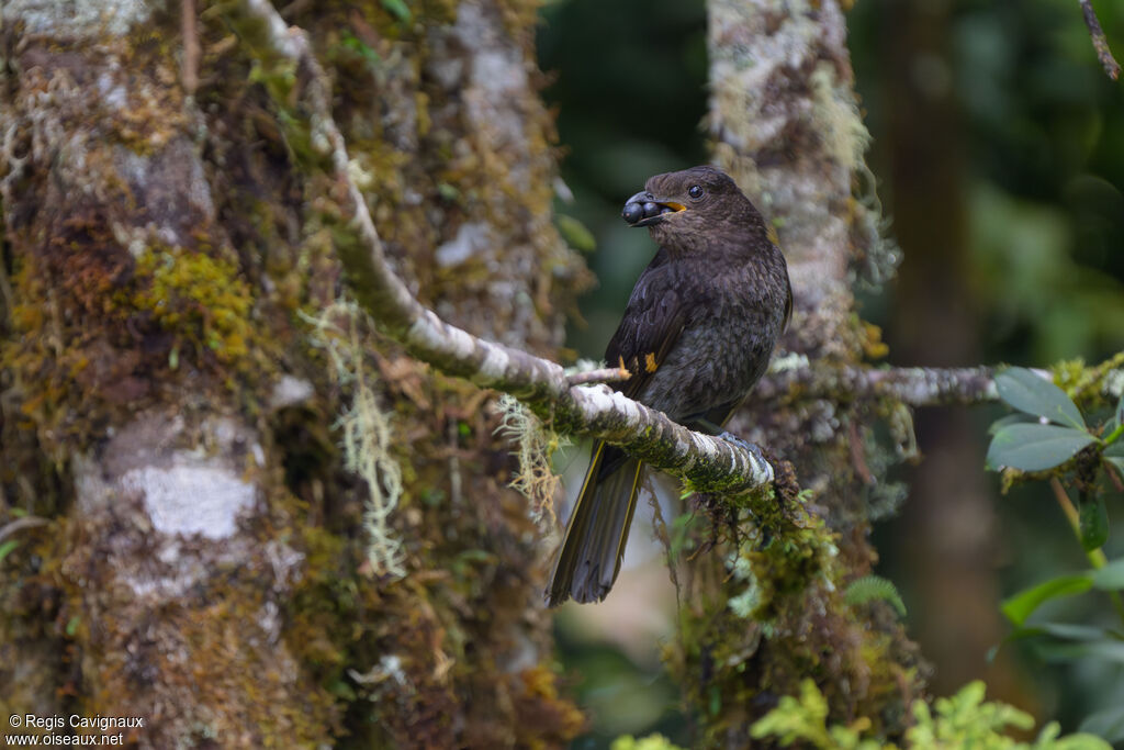 Jardinier d'Archbold