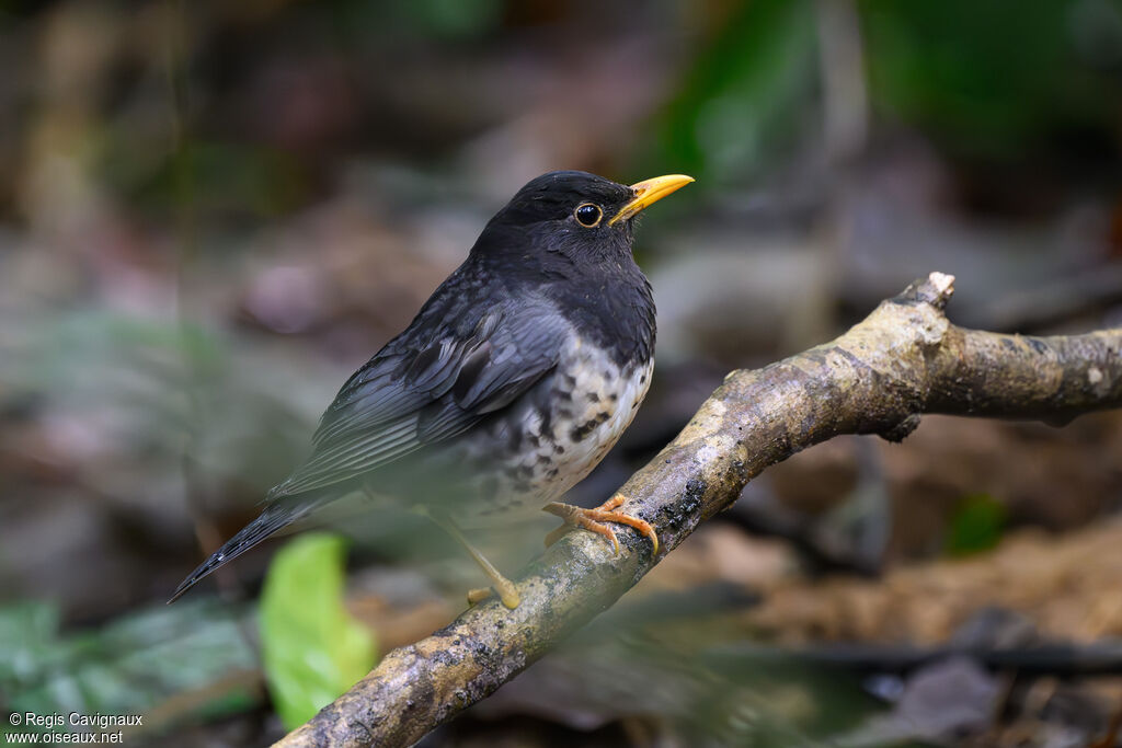 Japanese Thrush male