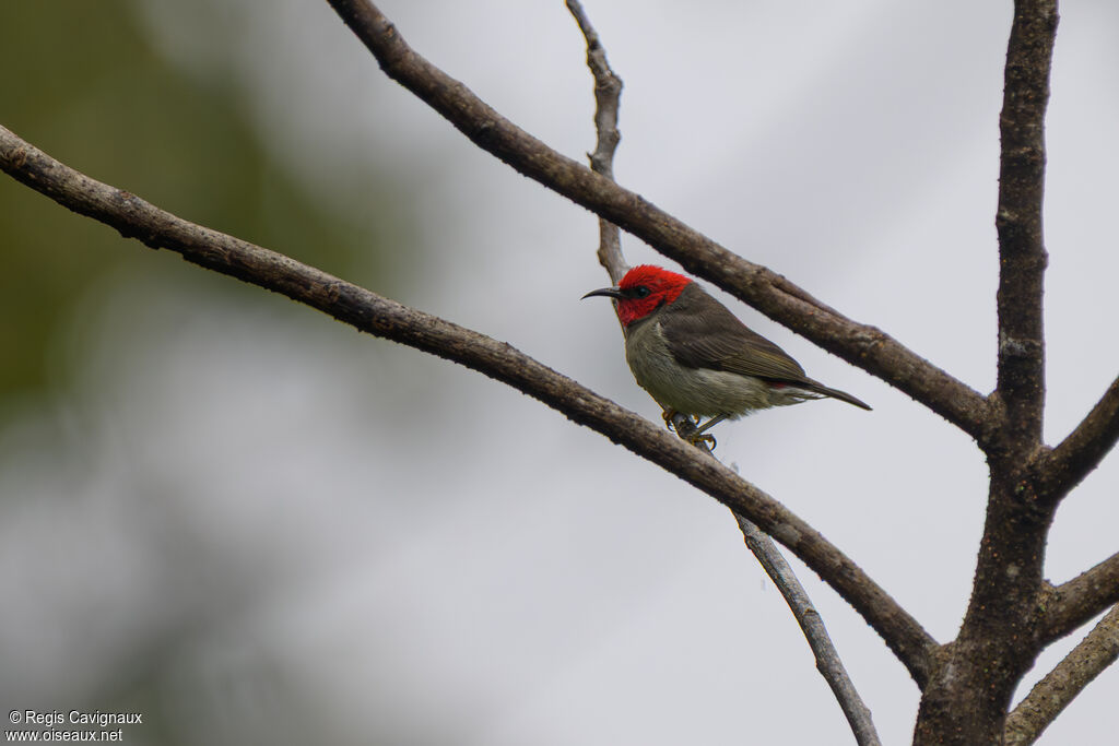 Myzomèle montagnard mâle adulte nuptial, identification