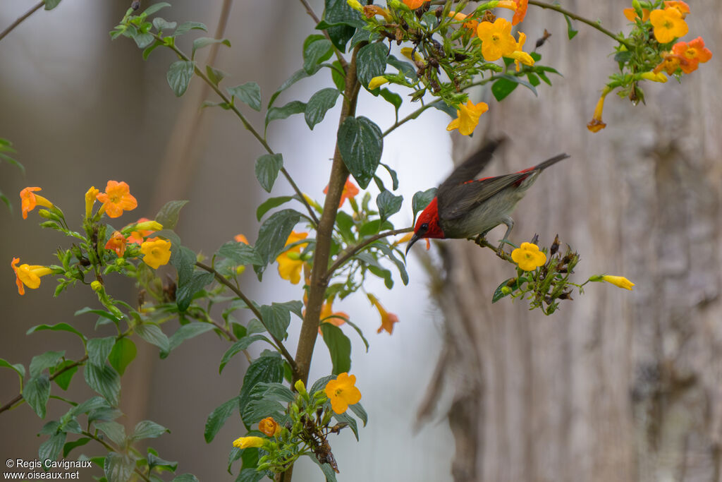 Myzomèle montagnard