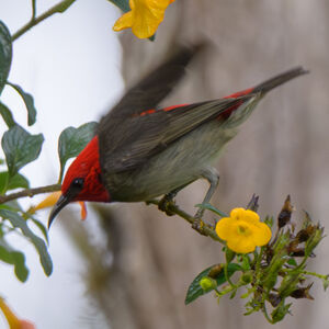 Myzomèle montagnard