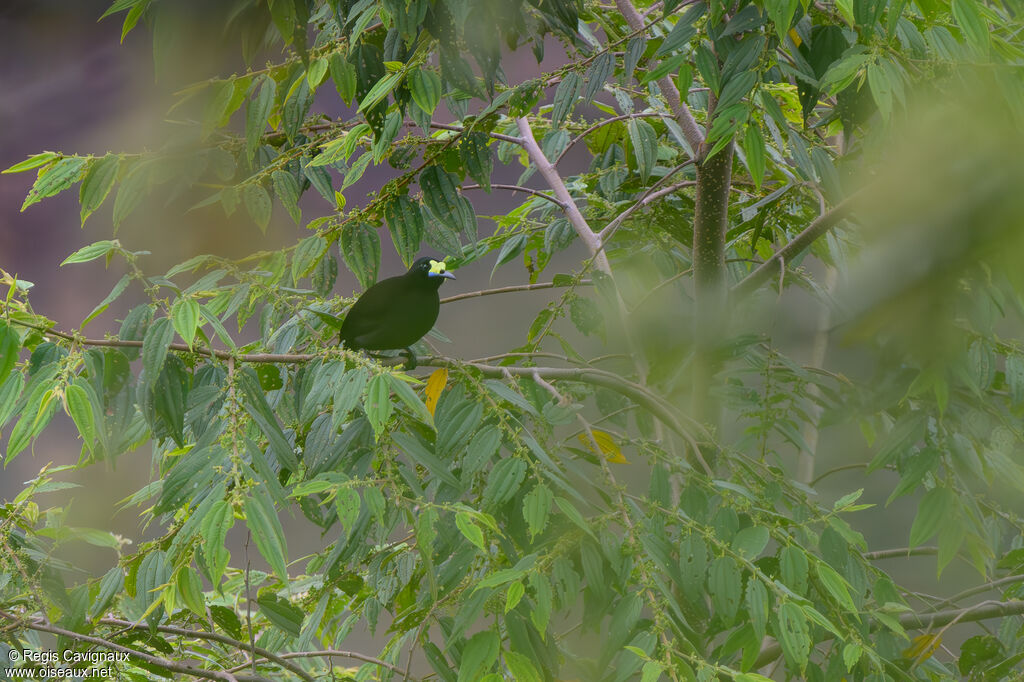 Paradisier à queue courteadulte nuptial, identification