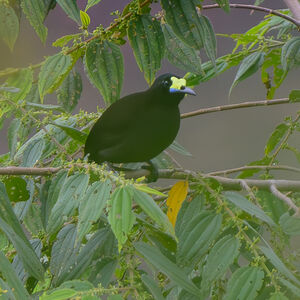 Paradisier à queue courte