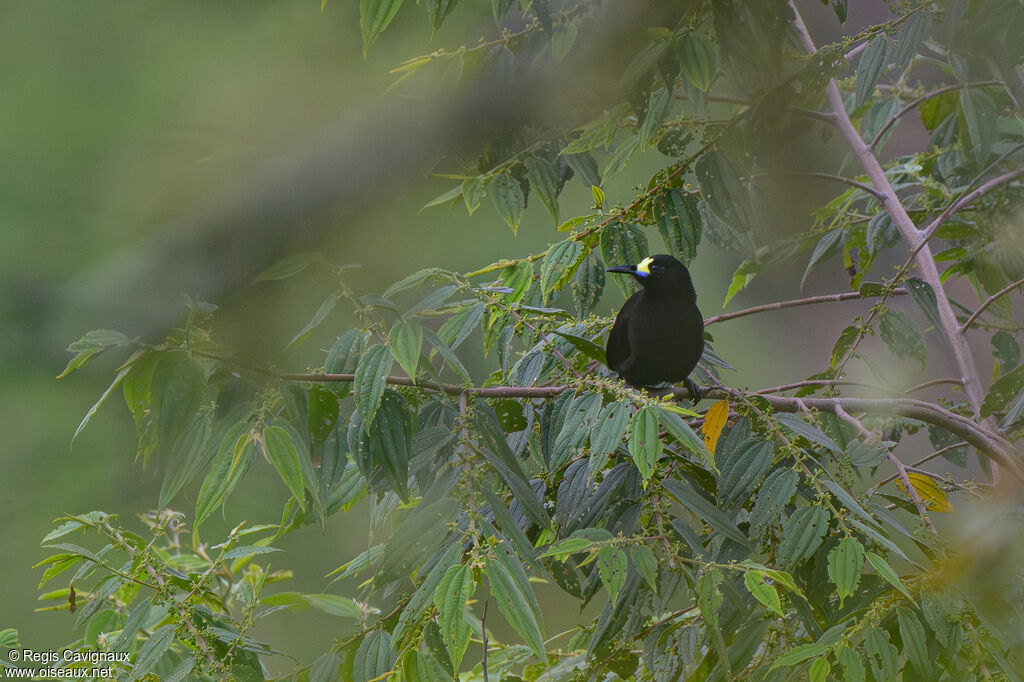 Paradisier à queue courteadulte nuptial, identification