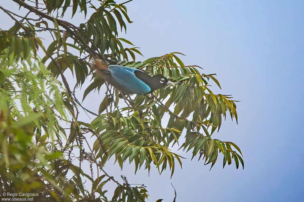 Paradisier bleu mâle adulte nuptial, identification