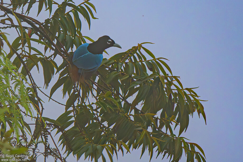 Paradisier bleu mâle adulte nuptial, identification