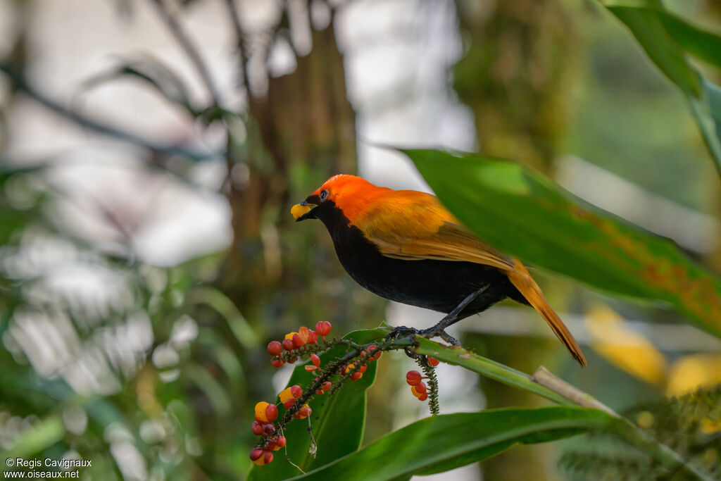 Paradisier huppé - Cnémophile huppé<br /> mâle adulte nuptial, mange