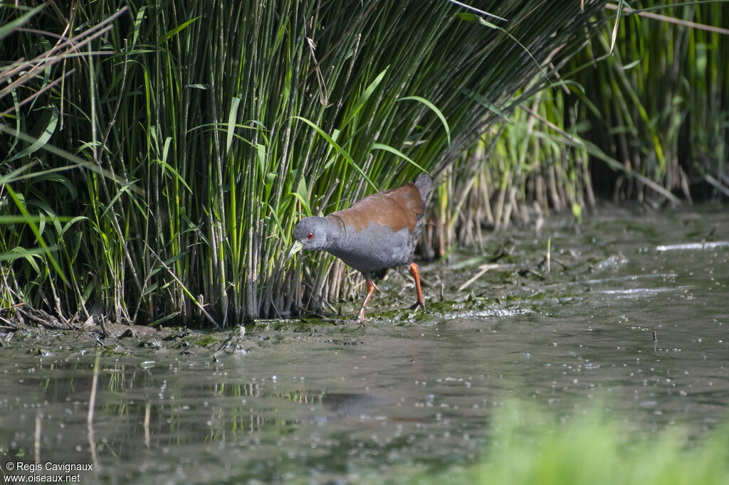 Black-tailed Crakeadult breeding