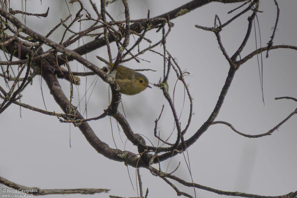 Buff-faced Scrubwren