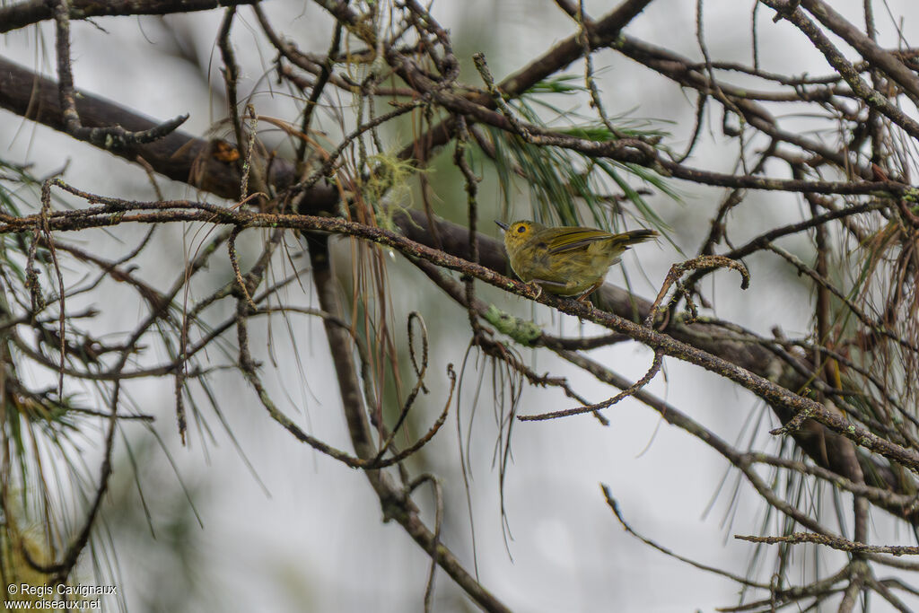 Buff-faced Scrubwren