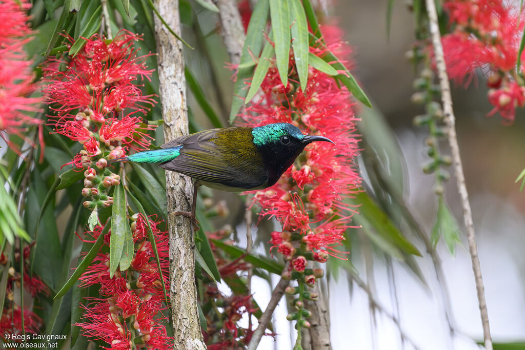 Fork-tailed Sunbird male adult breeding