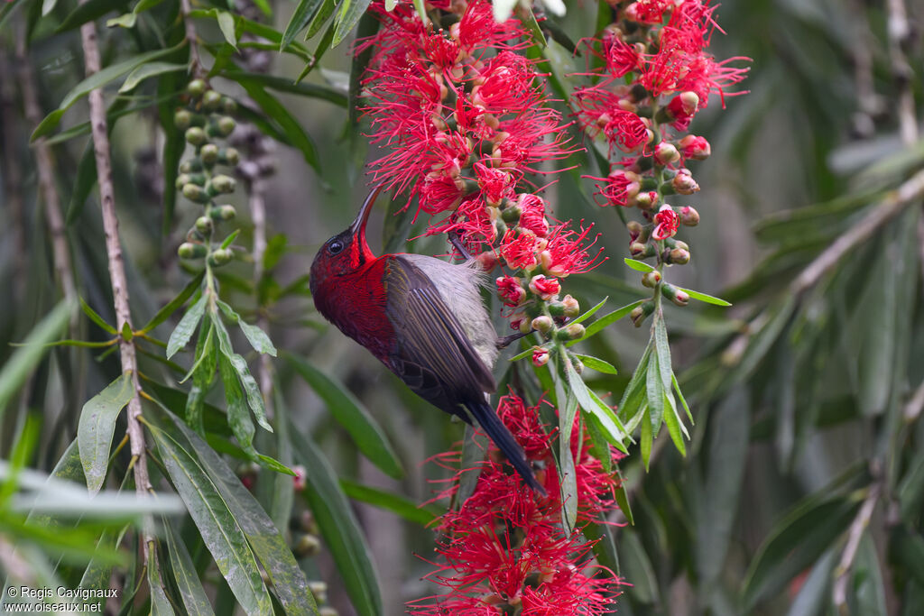 Crimson Sunbird male adult breeding, eats
