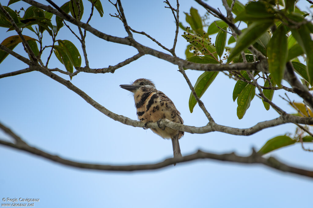 Tamatia bifasciéadulte, identification