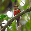 Trogon rosalba