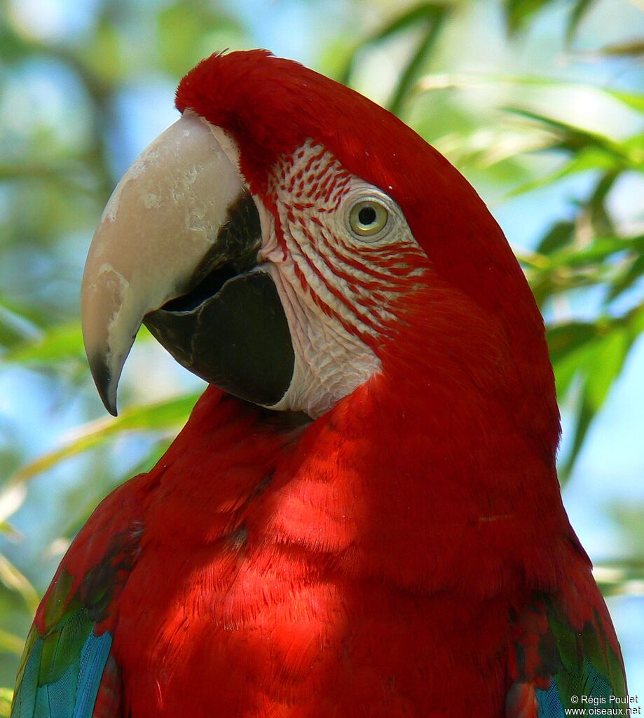 Ara chloroptèreadulte