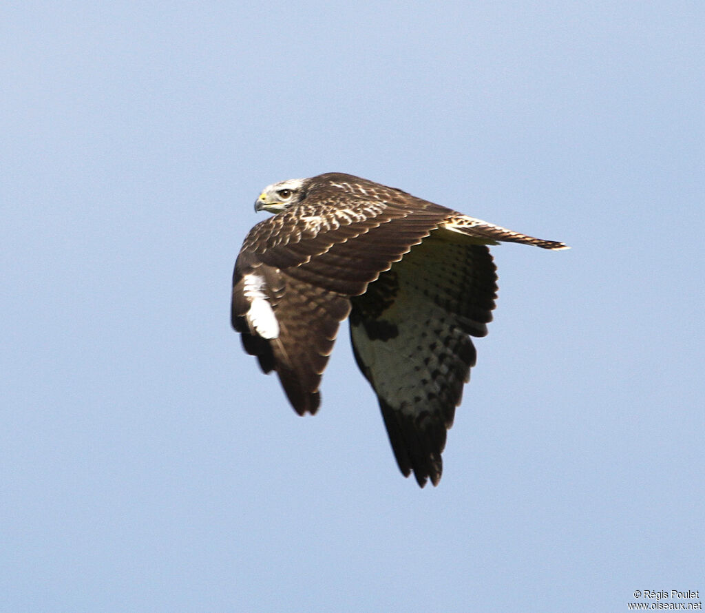 Common Buzzard, Flight