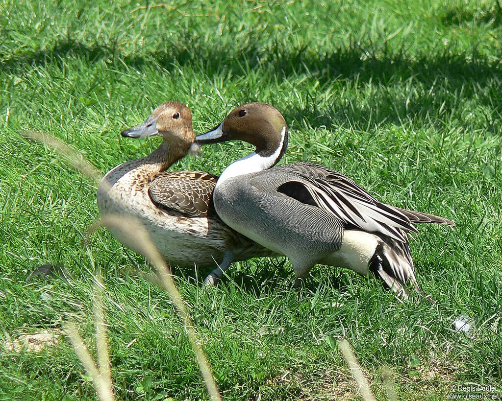Canard pilet 