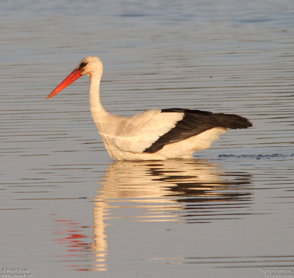 White Storkadult
