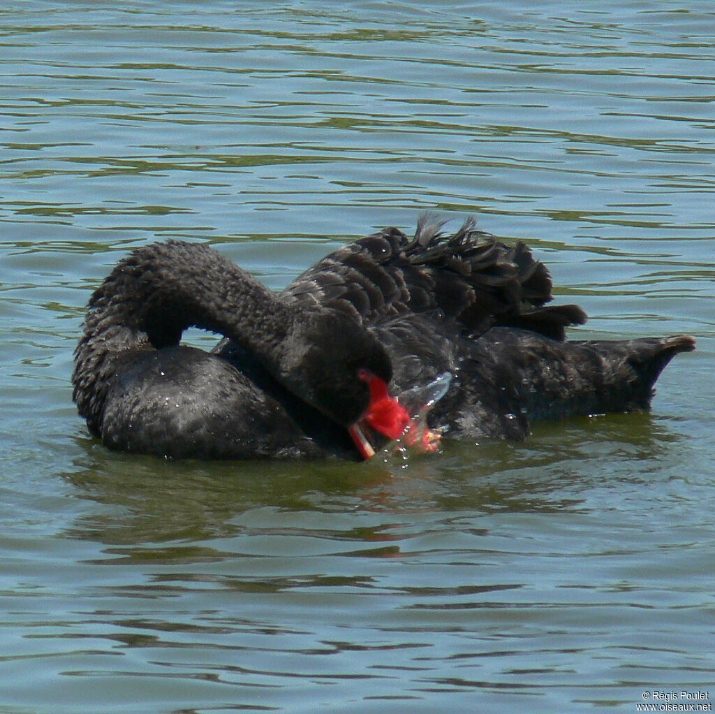 Black Swanadult, Behaviour