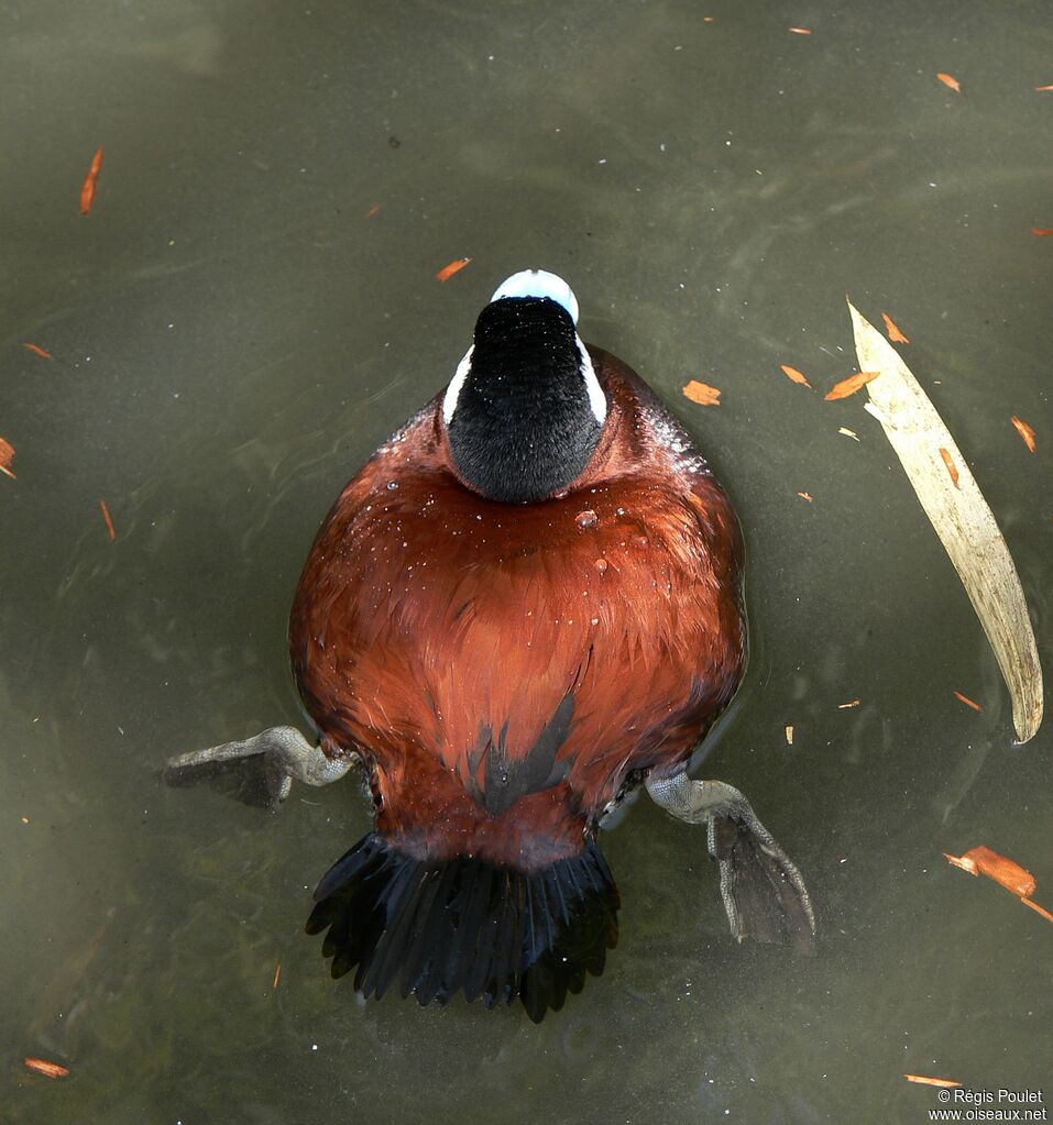 Ruddy Duck male adult, identification
