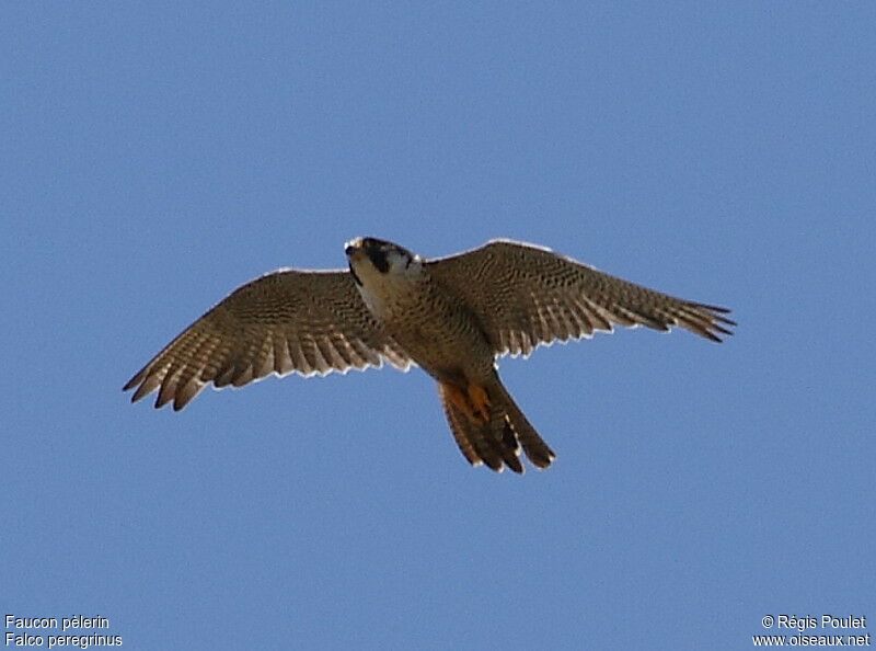 Peregrine Falcon, Flight