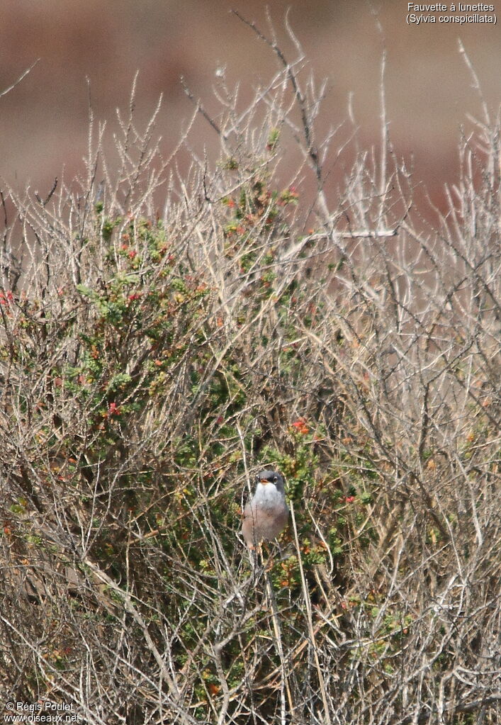 Spectacled Warbler male adult breeding, song
