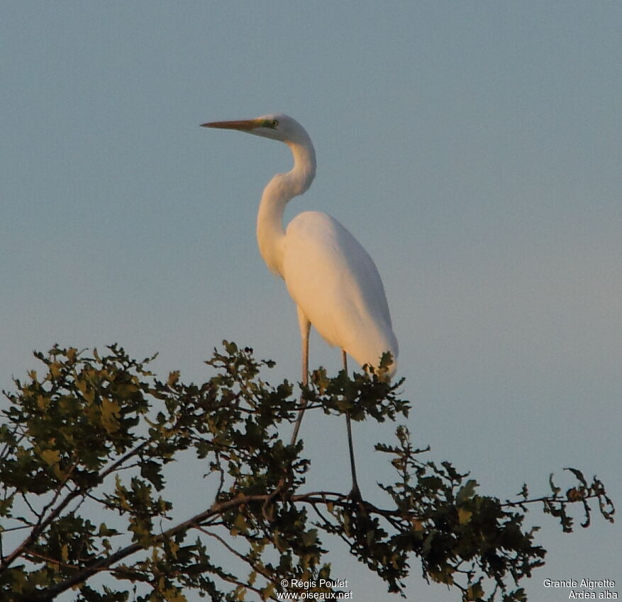 Great Egret