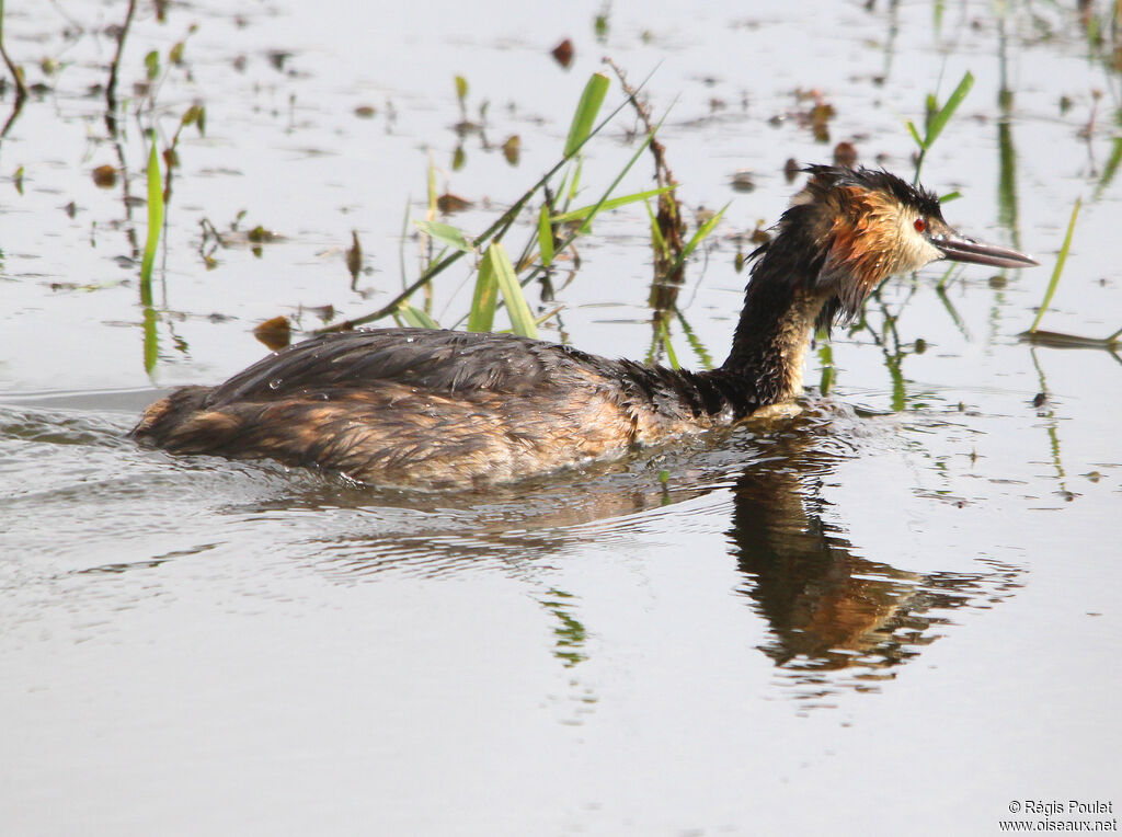 Grèbe huppéadulte, identification