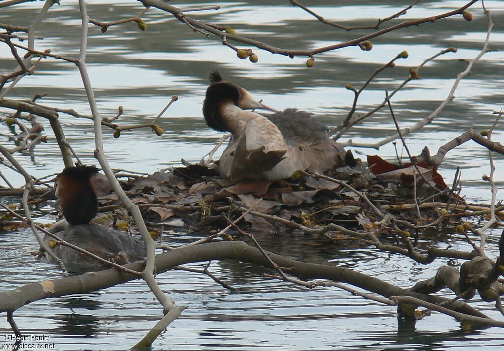Great Crested Grebe adult, Reproduction-nesting, Behaviour