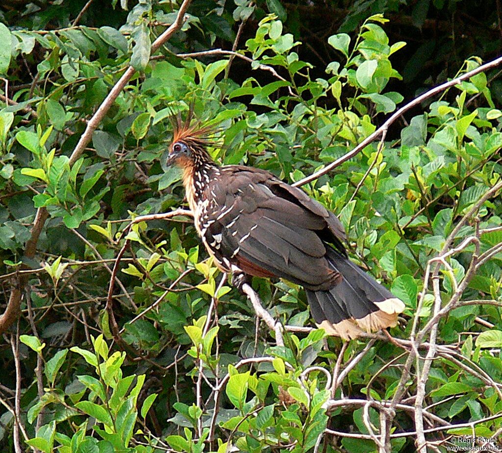 Hoazin huppéadulte, identification