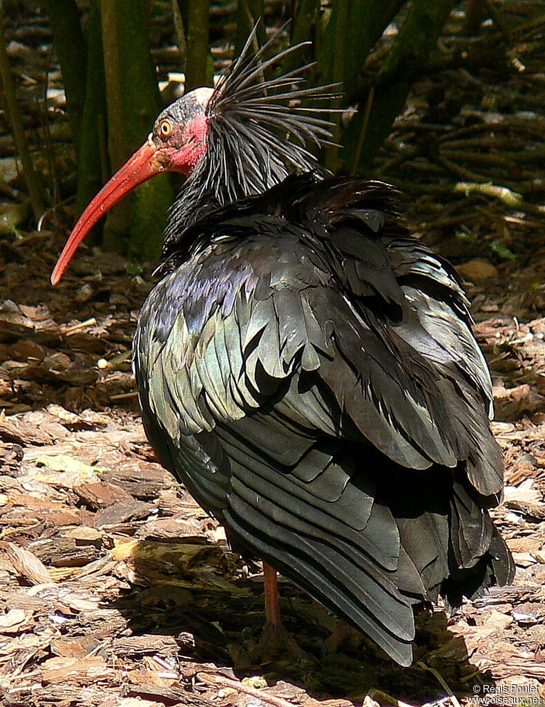 Ibis chauveadulte