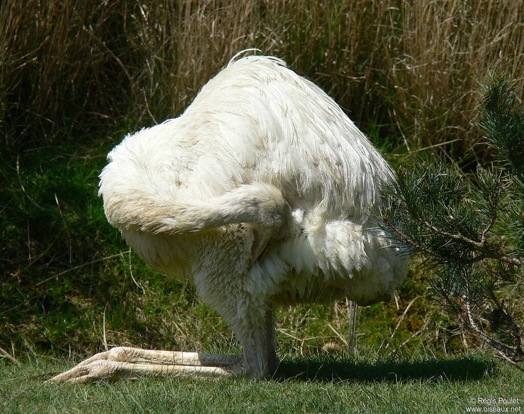 Greater Rhea