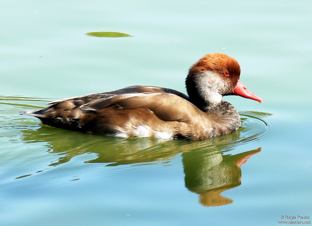 Nette rousse mâle adulte