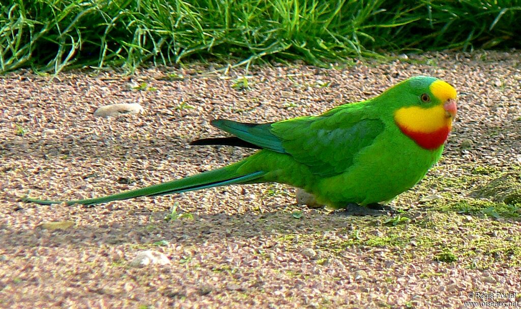 Superb Parrot male adult