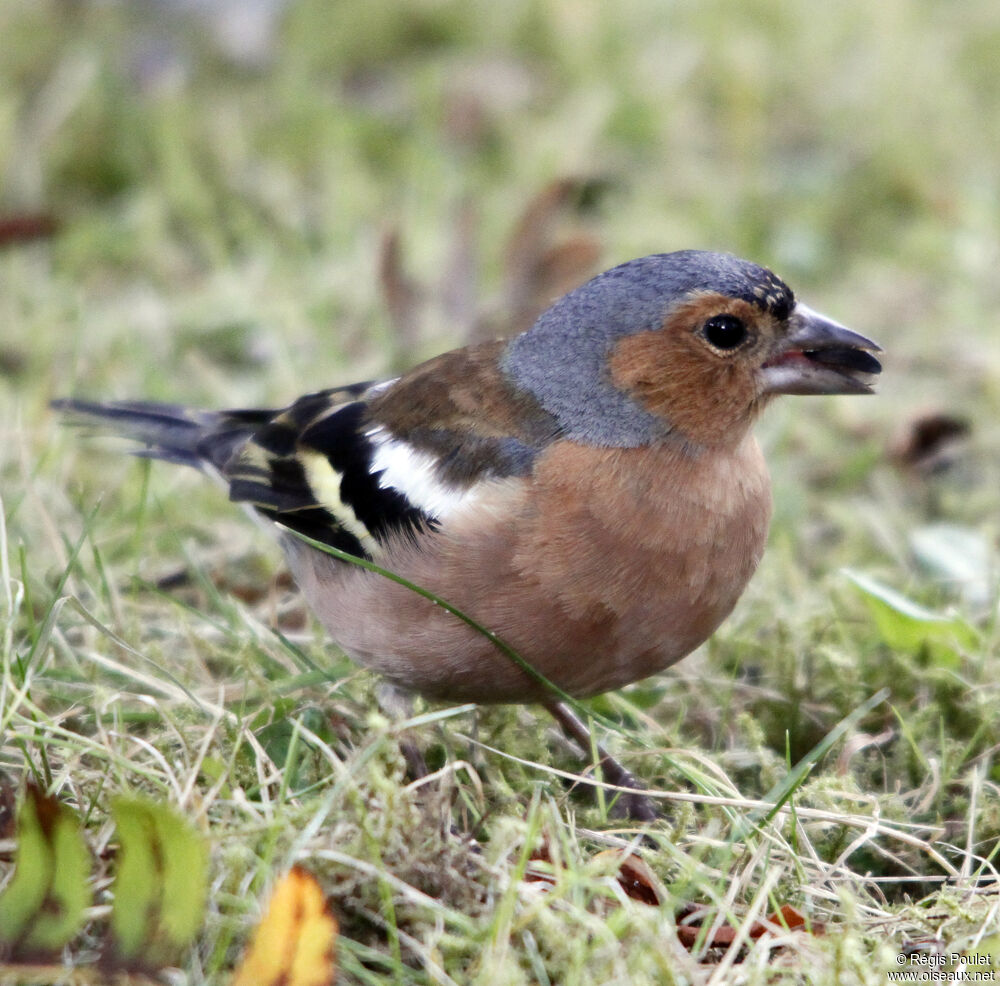 Eurasian Chaffinch male adult breeding, identification