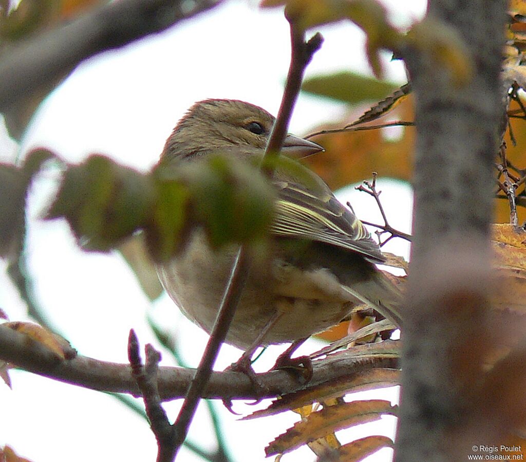 Eurasian Chaffinch female adult
