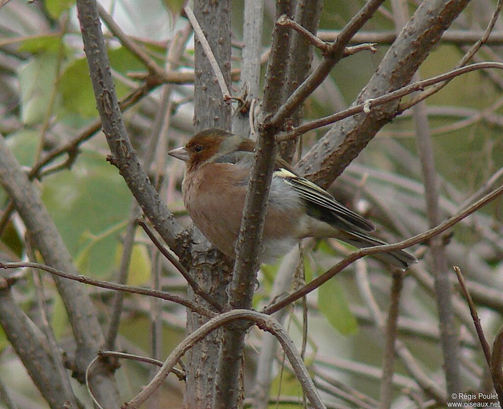 Eurasian Chaffinch male adult post breeding