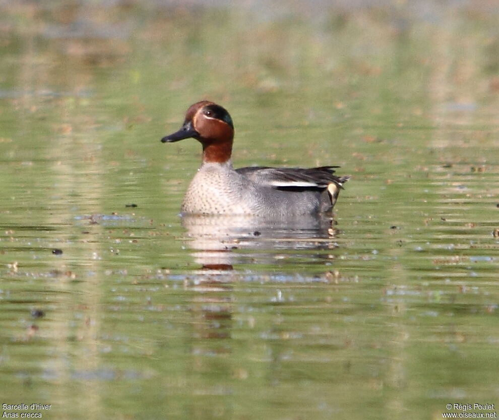 Eurasian Teal male adult