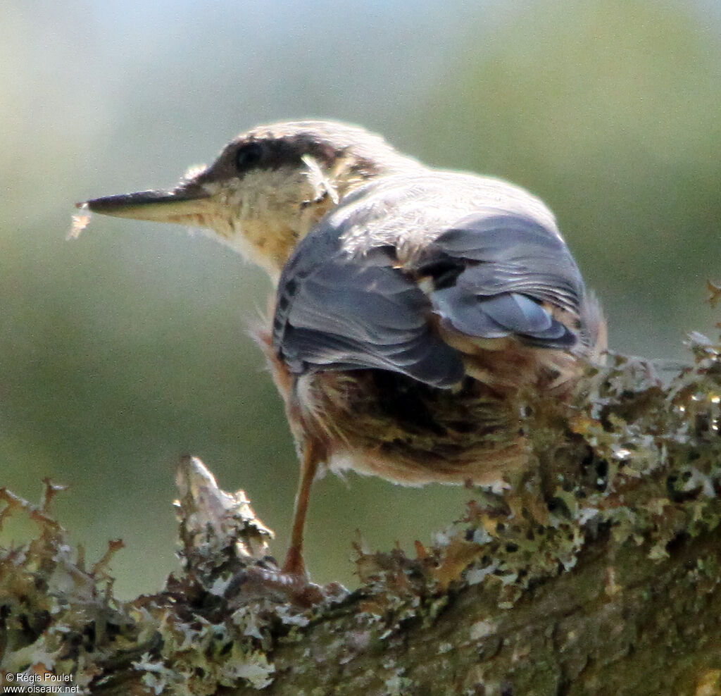 Sittelle torchepotadulte