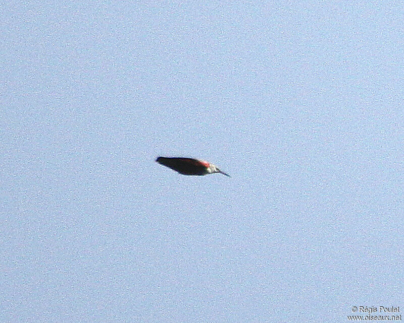 Wallcreeper, Flight