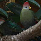 Touraco de Pauline
