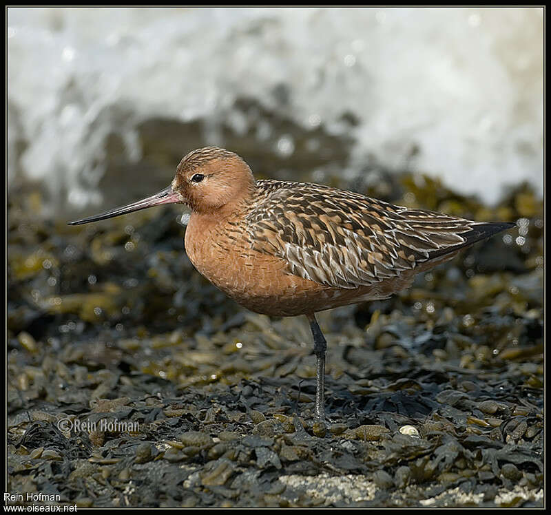 Bar-tailed Godwitadult breeding, identification