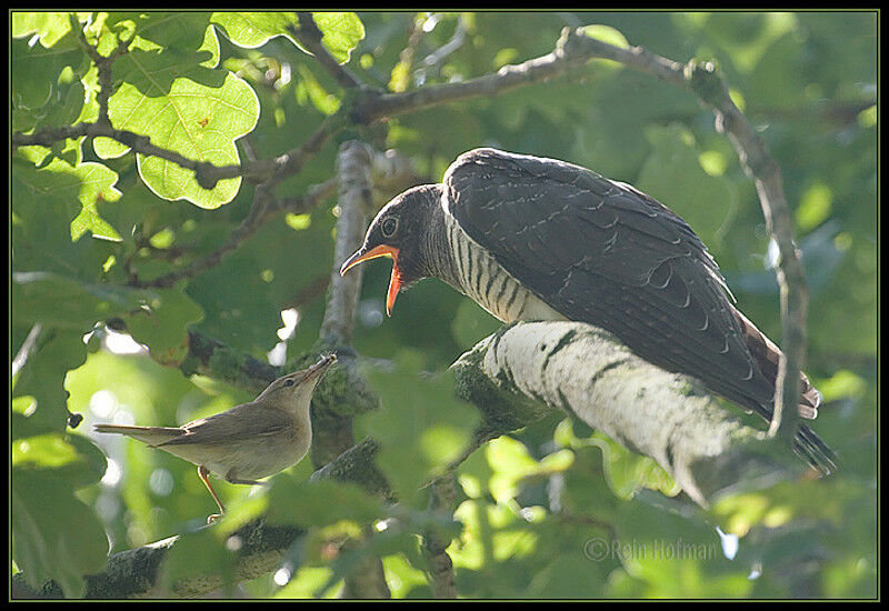 Common CuckooFirst year
