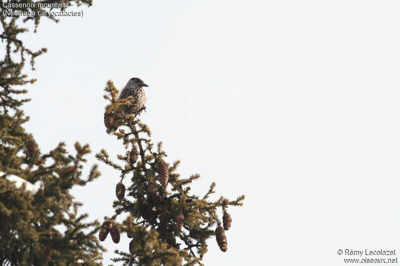 Northern Nutcracker