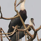 Cigogne épiscopale