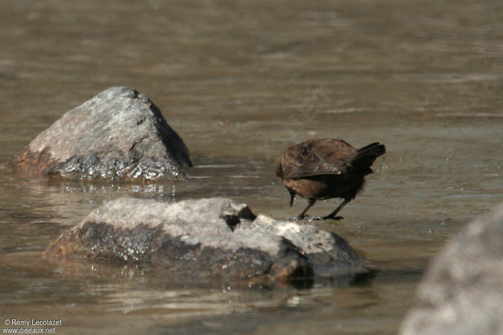 Brown Dipper