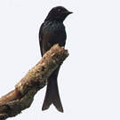 Drongo à ventre blanc