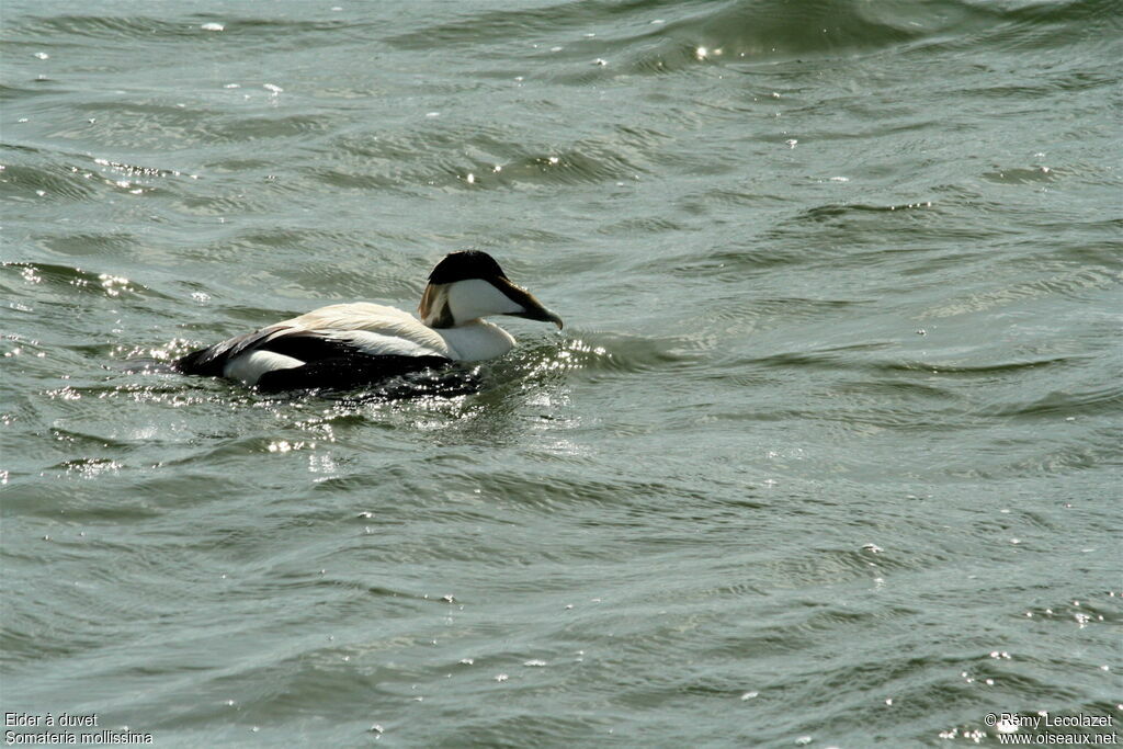 Common Eider male adult